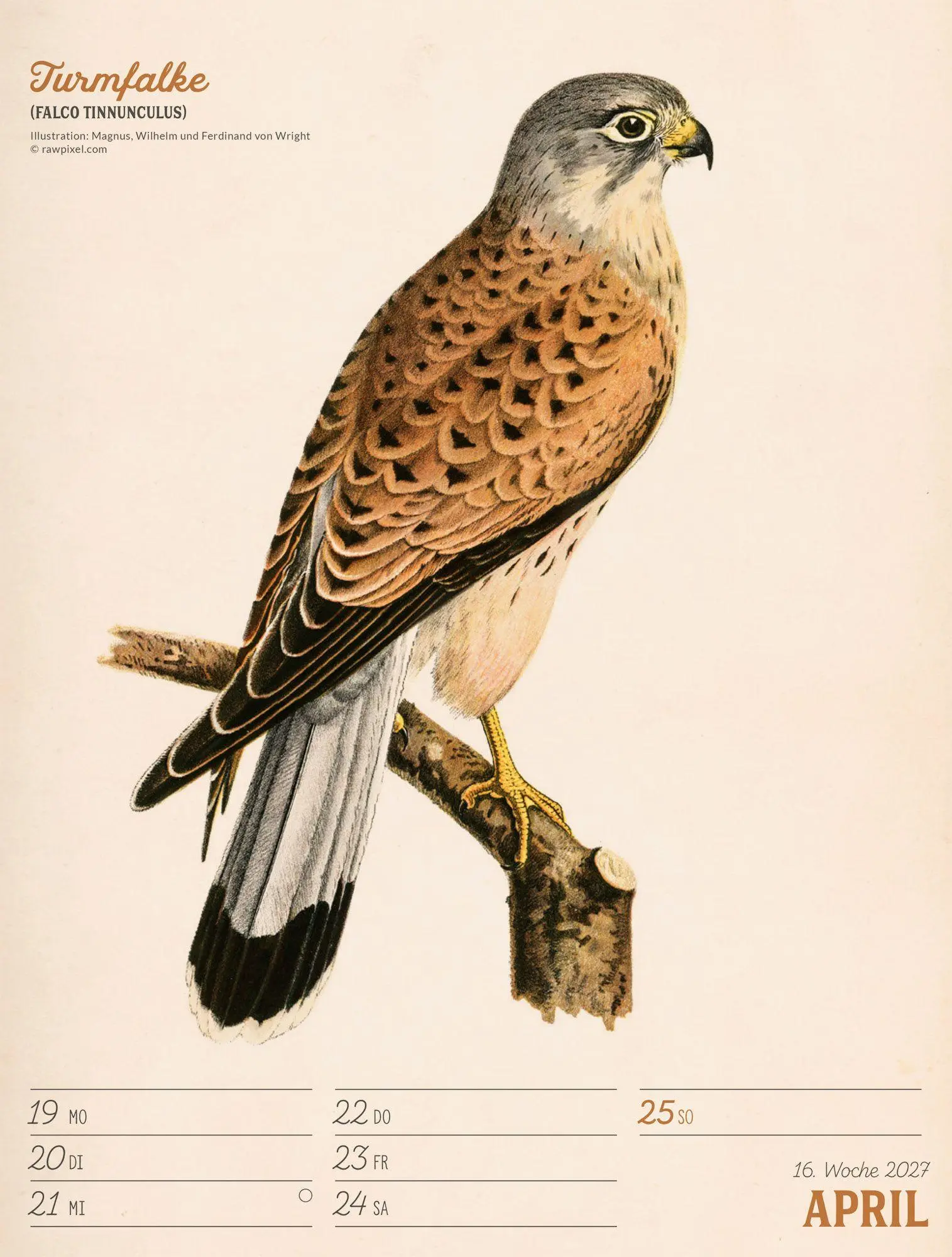 Bild: 9783838437248 | Wunderbare Vogelwelt Wochenplaner Kalender 2027 | GmbH | Kalender