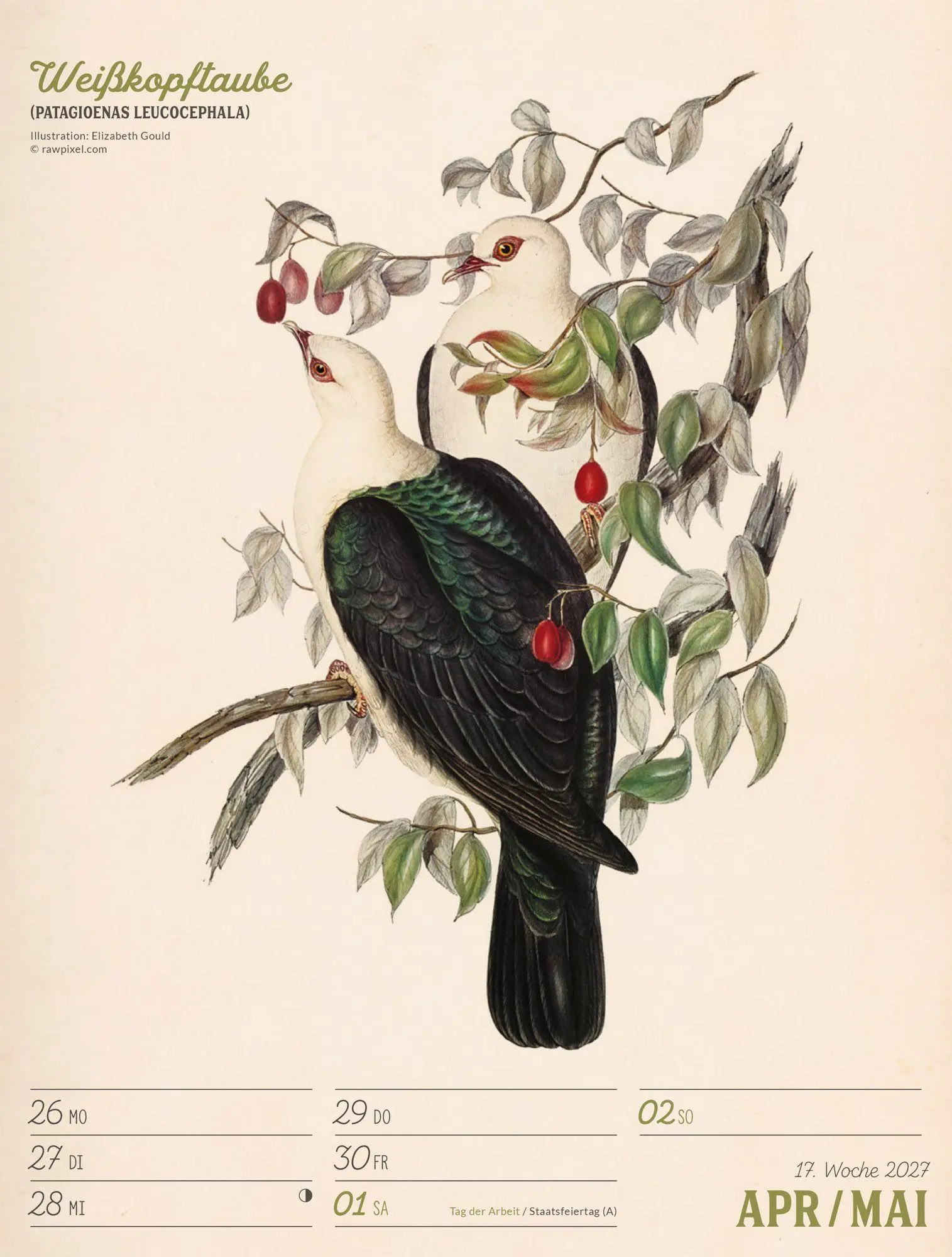 Bild: 9783838437248 | Wunderbare Vogelwelt Wochenplaner Kalender 2027 | GmbH | Kalender