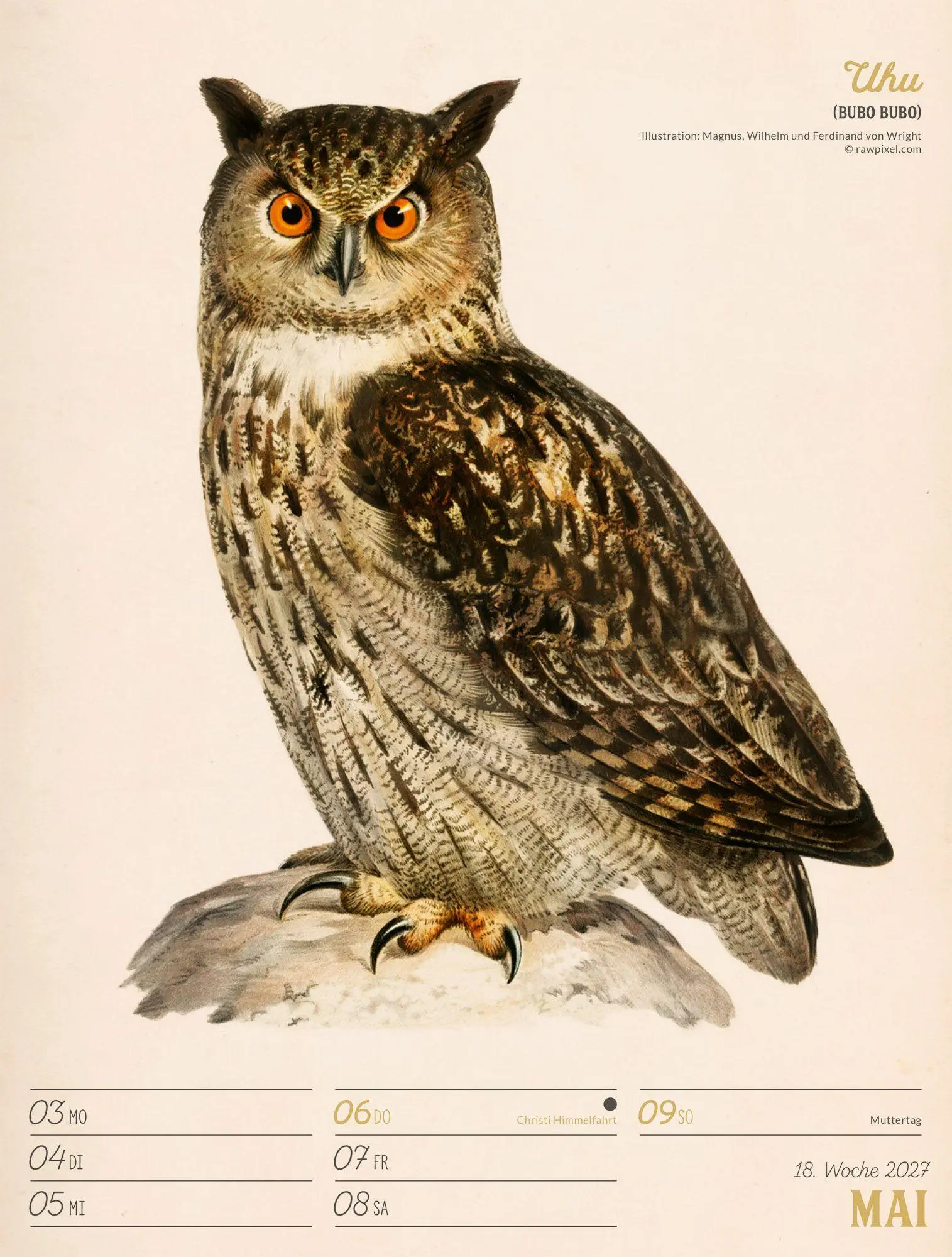 Bild: 9783838437248 | Wunderbare Vogelwelt Wochenplaner Kalender 2027 | GmbH | Kalender
