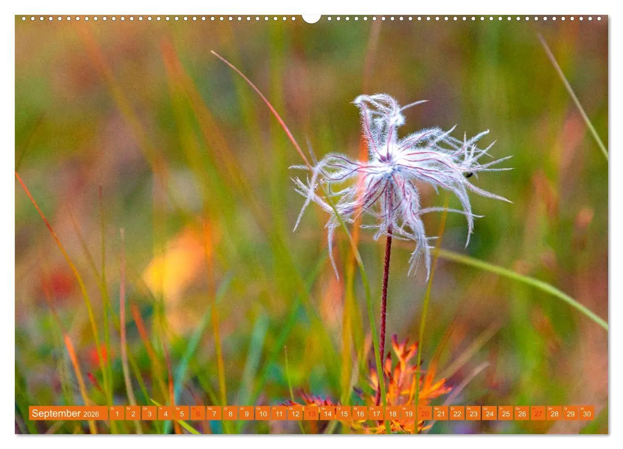 Bild: 9783457277348 | Meine schönsten Alpenblumen (hochwertiger Premium Wandkalender 2026...