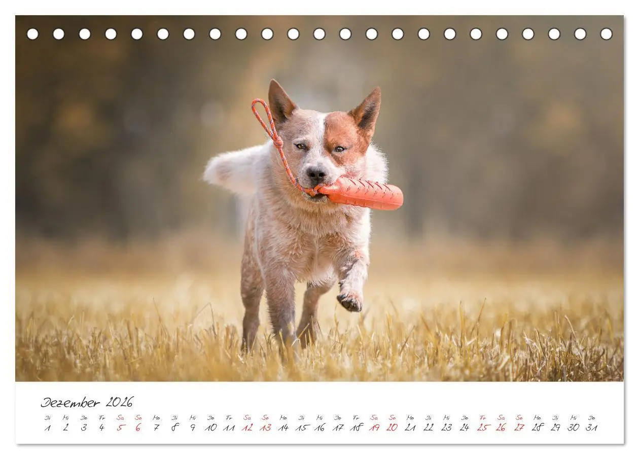Bild: 9783457587348 | Hunde - Unsere Lieblingsnasen (Tischkalender 2026 DIN A5 quer),...