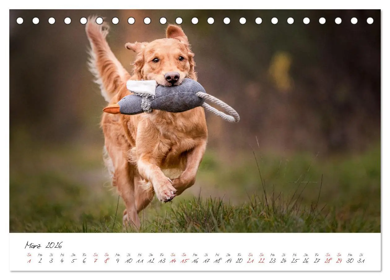 Bild: 9783457587348 | Hunde - Unsere Lieblingsnasen (Tischkalender 2026 DIN A5 quer),...