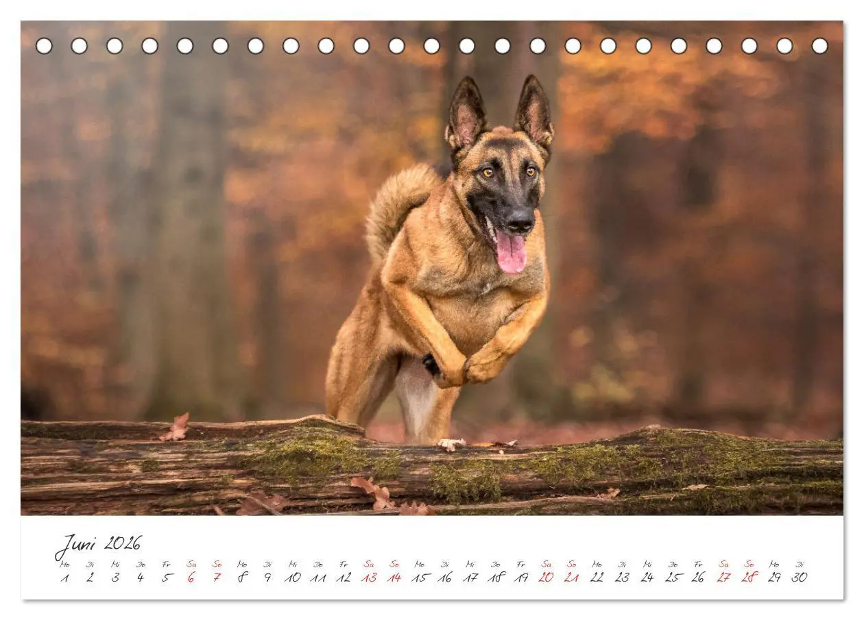 Bild: 9783457587348 | Hunde - Unsere Lieblingsnasen (Tischkalender 2026 DIN A5 quer),...