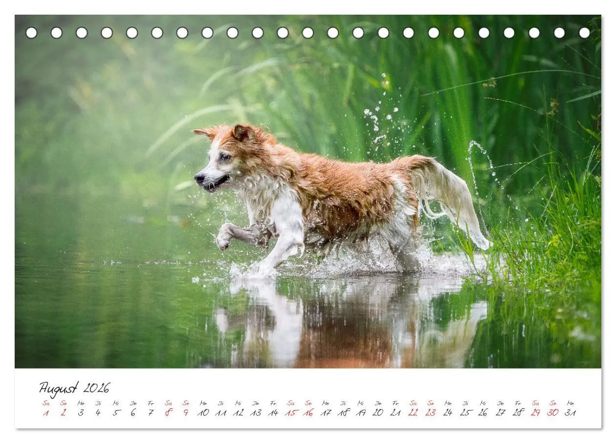 Bild: 9783457587348 | Hunde - Unsere Lieblingsnasen (Tischkalender 2026 DIN A5 quer),...