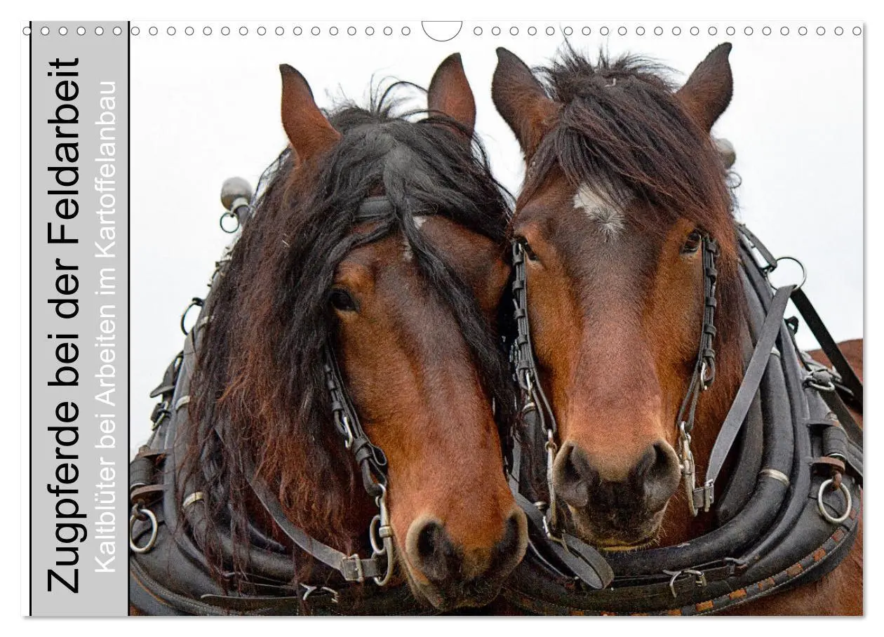 Cover: 9783457657348 | Zugpferde bei der Feldarbeit (Wandkalender 2026 DIN A3 quer),...