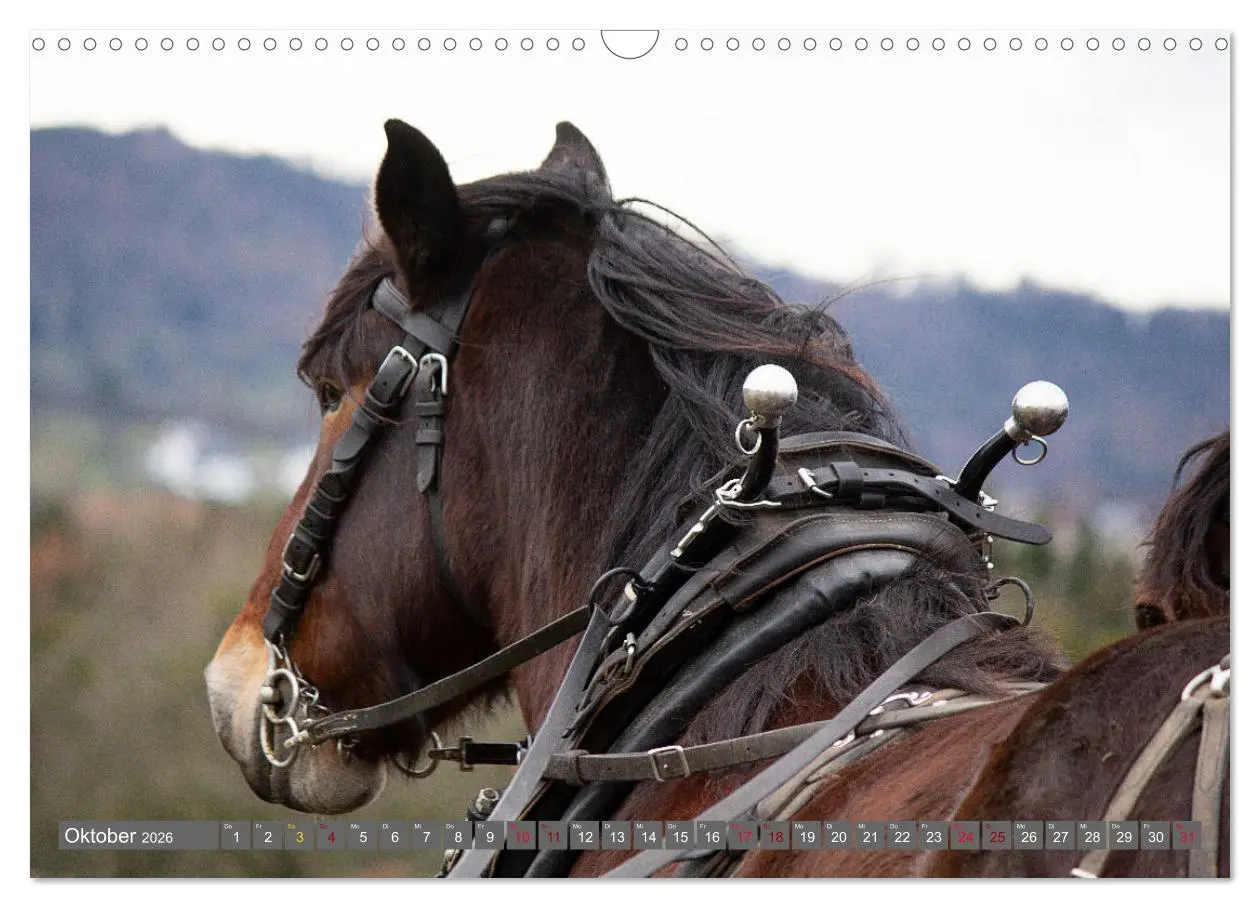 Bild: 9783457657348 | Zugpferde bei der Feldarbeit (Wandkalender 2026 DIN A3 quer),...