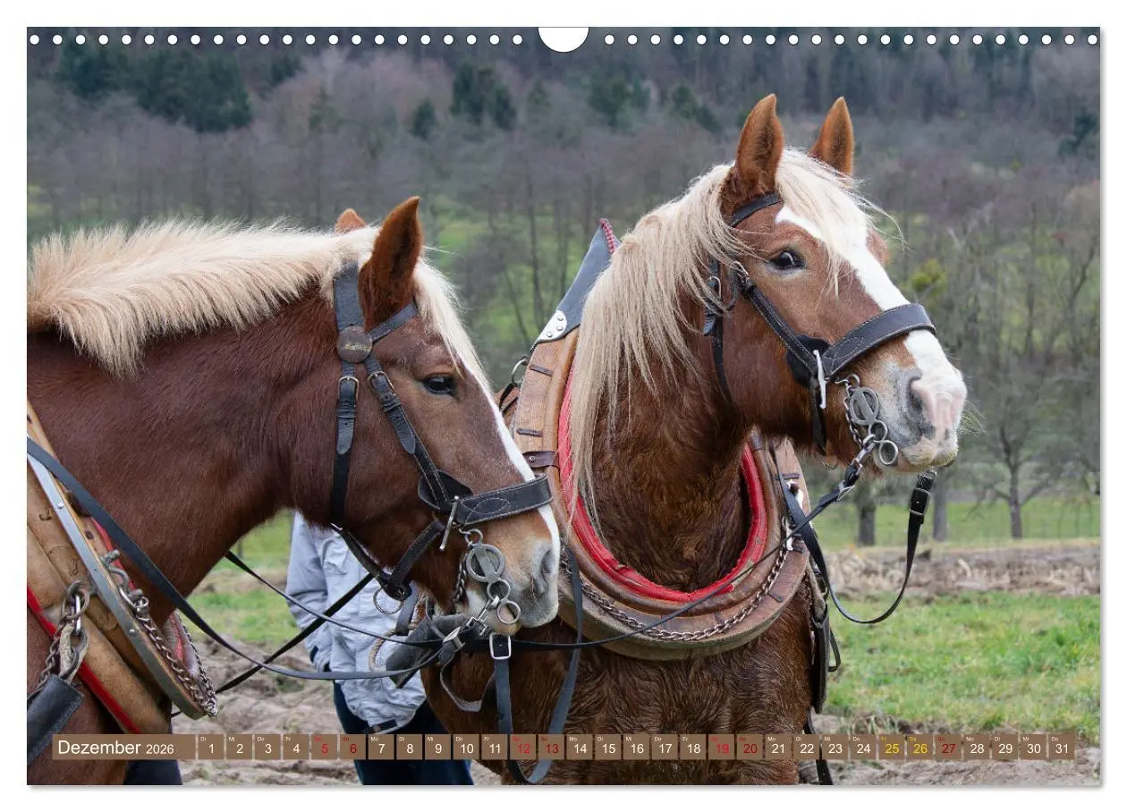 Bild: 9783457657348 | Zugpferde bei der Feldarbeit (Wandkalender 2026 DIN A3 quer),...