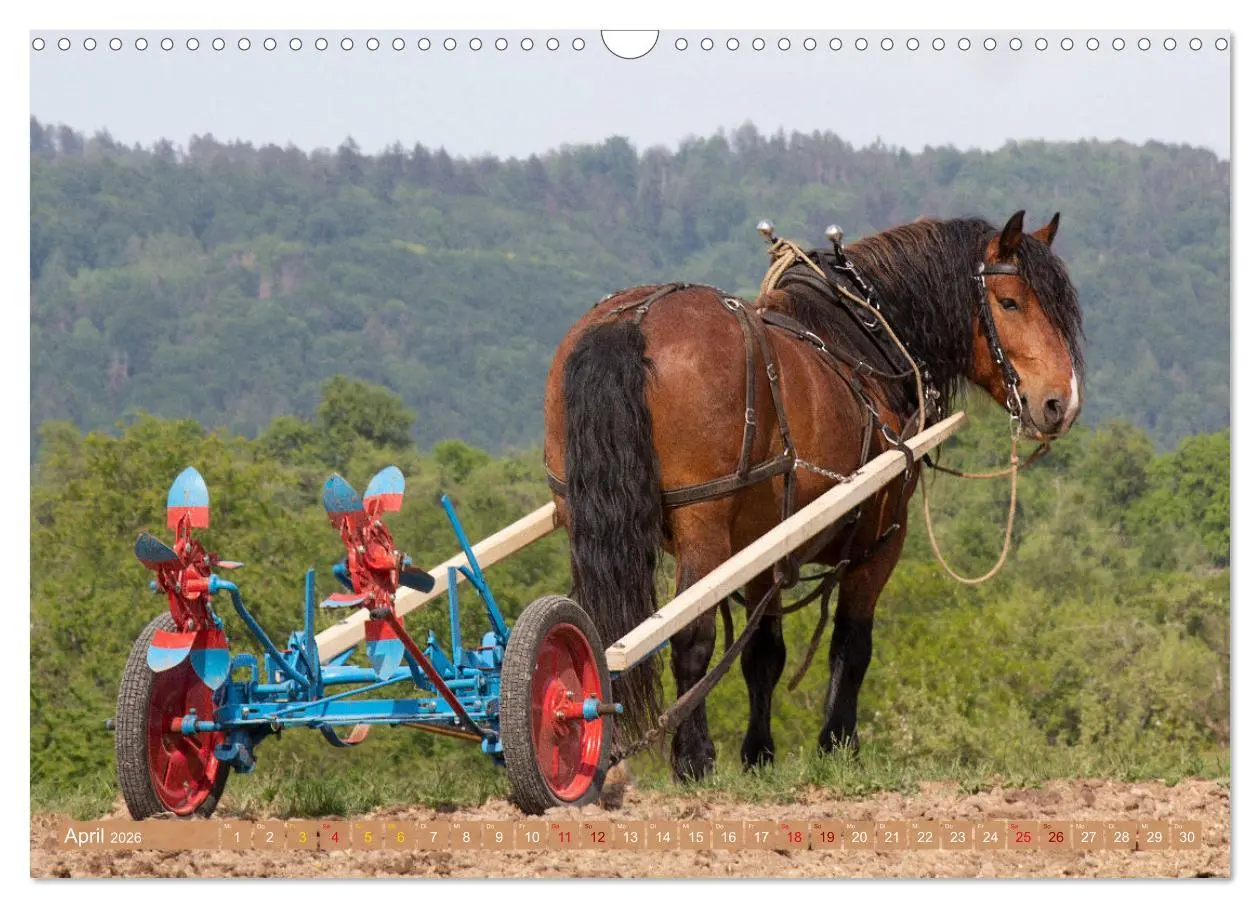 Bild: 9783457657348 | Zugpferde bei der Feldarbeit (Wandkalender 2026 DIN A3 quer),...