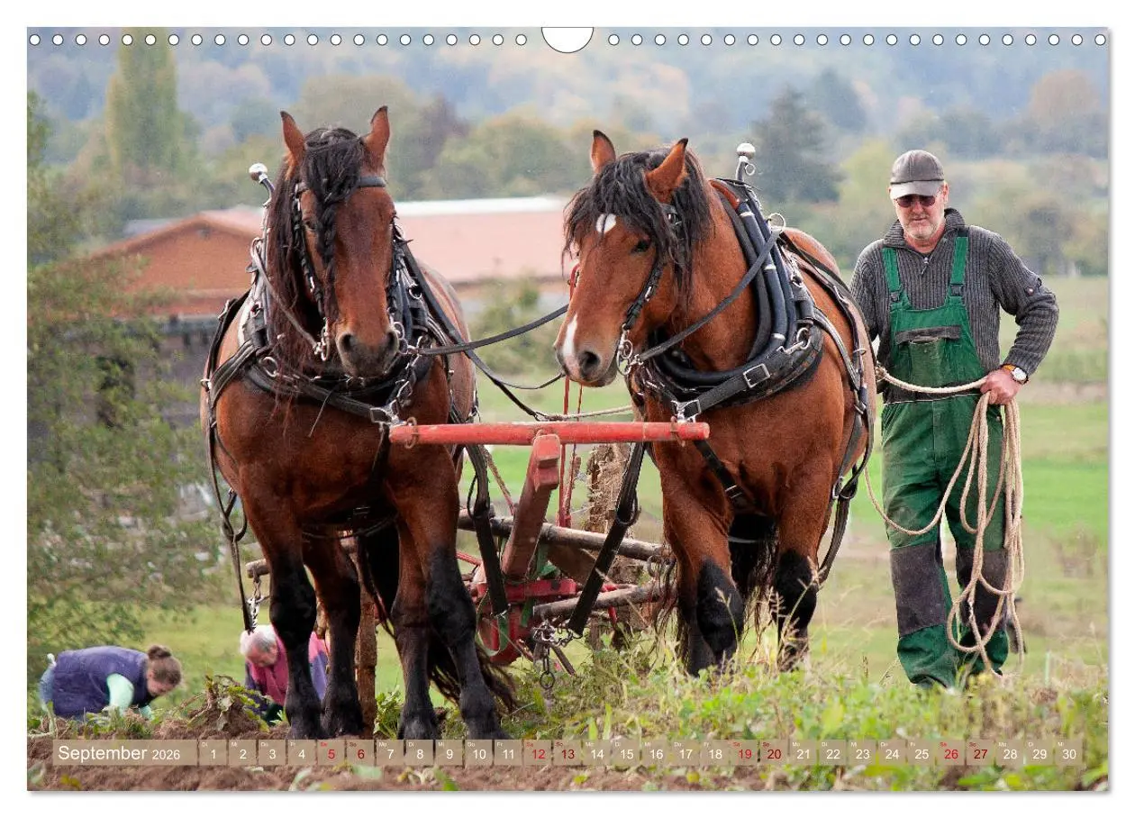 Bild: 9783457657348 | Zugpferde bei der Feldarbeit (Wandkalender 2026 DIN A3 quer),...