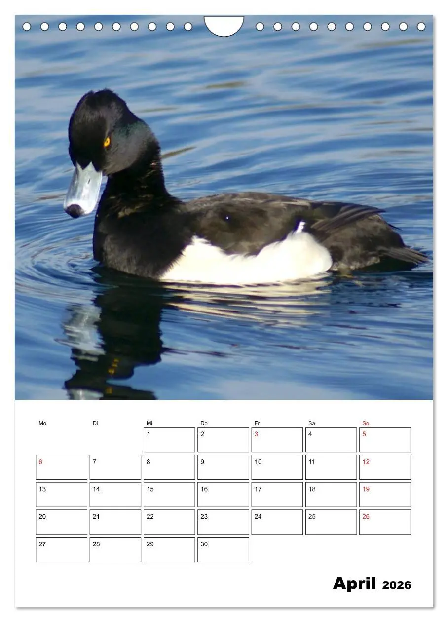 Bild: 9783516427448 | Liebenswerte Enten (Wandkalender 2026 DIN A4 hoch), CALVENDO...