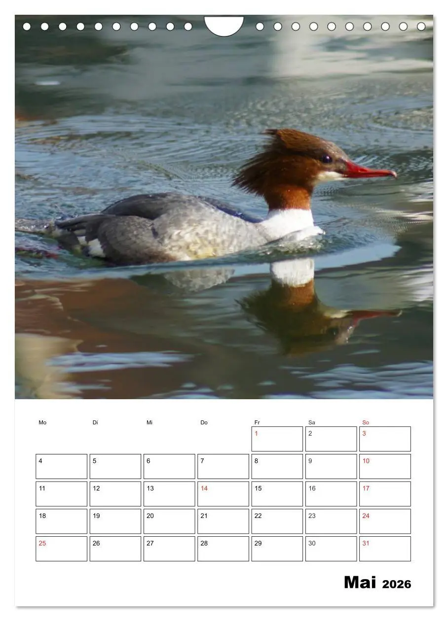 Bild: 9783516427448 | Liebenswerte Enten (Wandkalender 2026 DIN A4 hoch), CALVENDO...