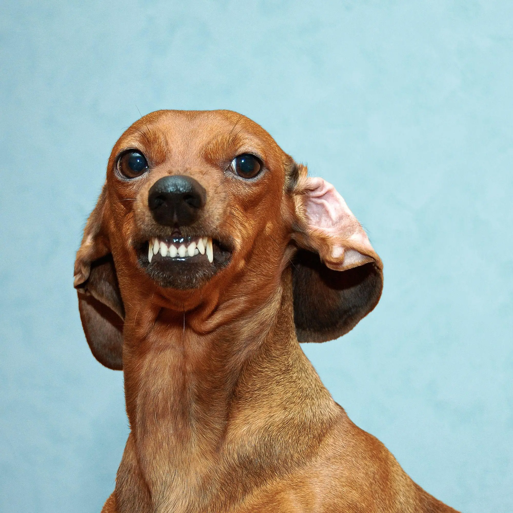 Bild: 9783959297448 | Lustige Tiere / Funny Animals 2027 | Kalender 2027 | Kalender | 28 S.