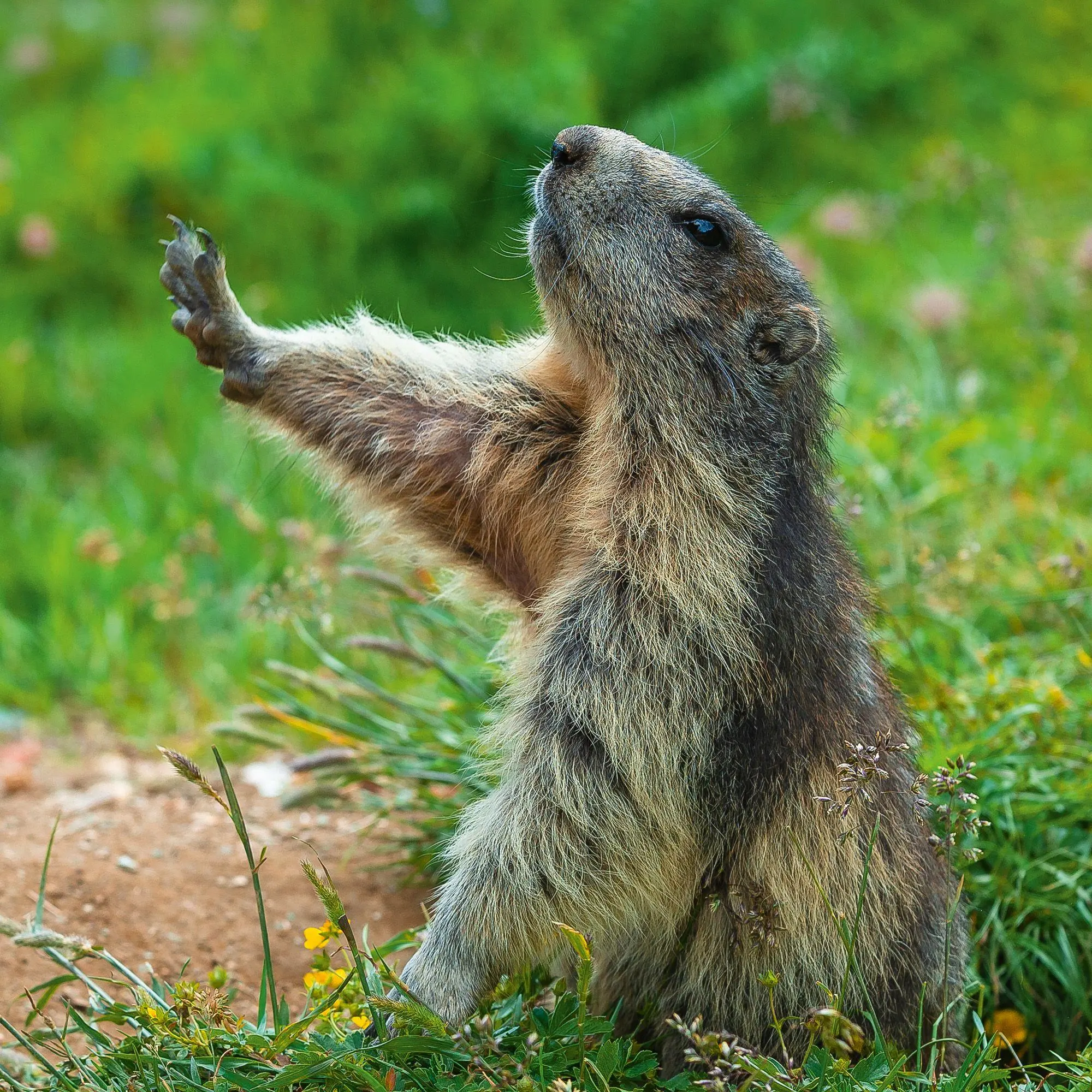 Bild: 9783959297448 | Lustige Tiere / Funny Animals 2027 | Kalender 2027 | Kalender | 28 S.