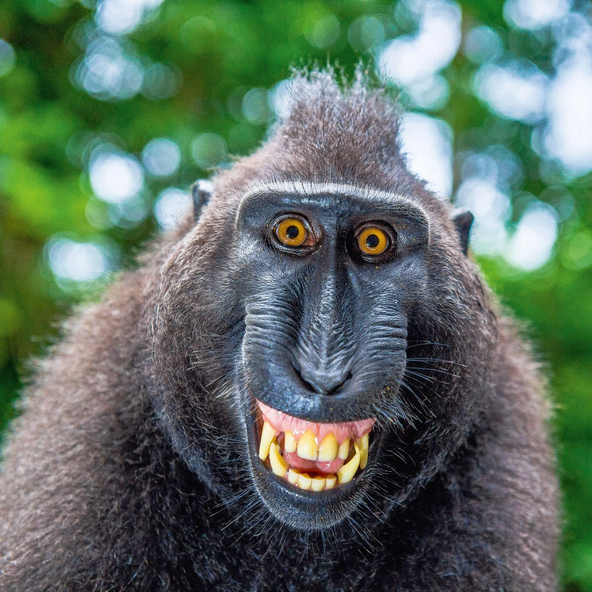 Bild: 9783959297448 | Lustige Tiere / Funny Animals 2027 | Kalender 2027 | Kalender | 28 S.