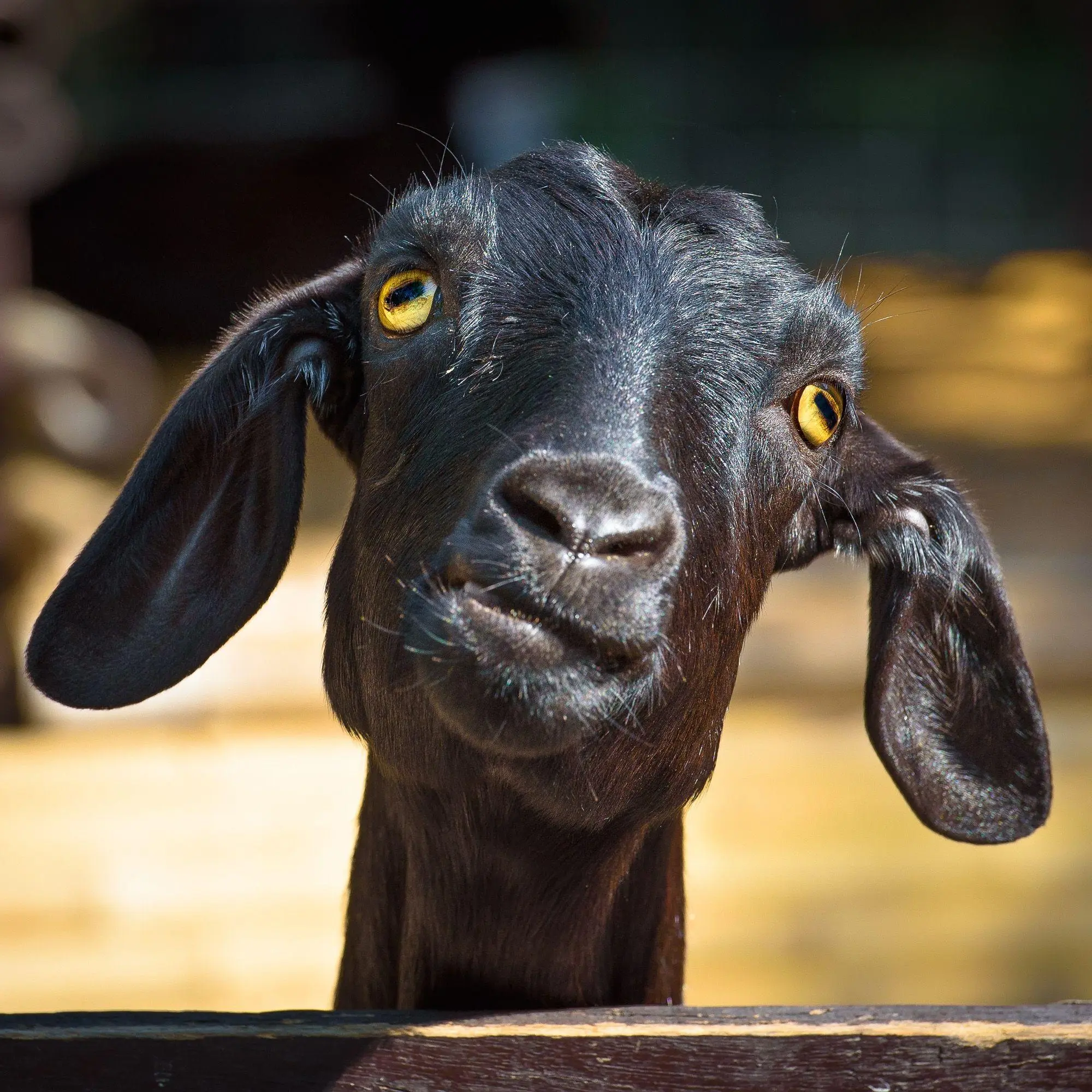 Bild: 9783959297448 | Lustige Tiere / Funny Animals 2027 | Kalender 2027 | Kalender | 28 S.