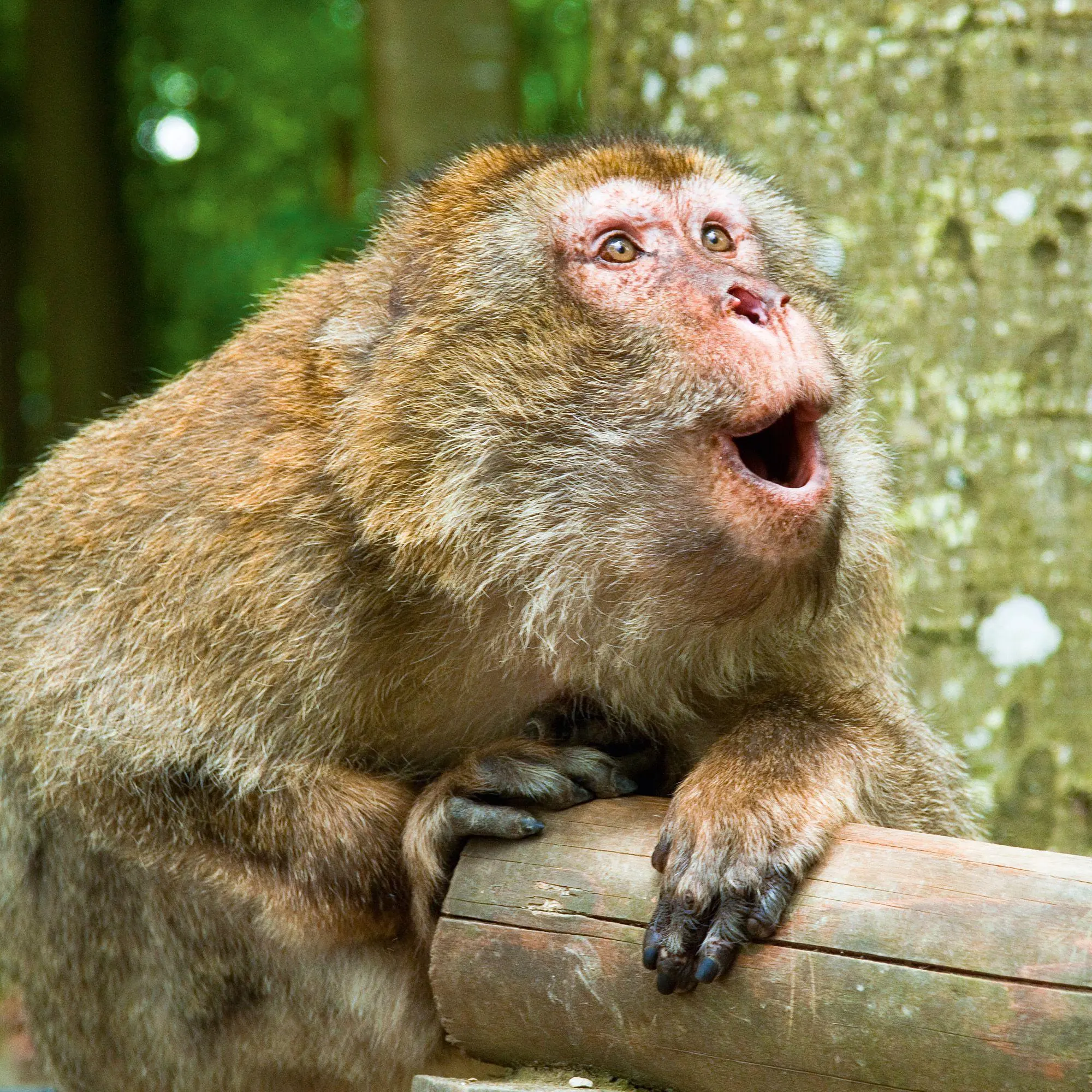 Bild: 9783959297448 | Lustige Tiere / Funny Animals 2027 | Kalender 2027 | Kalender | 28 S.
