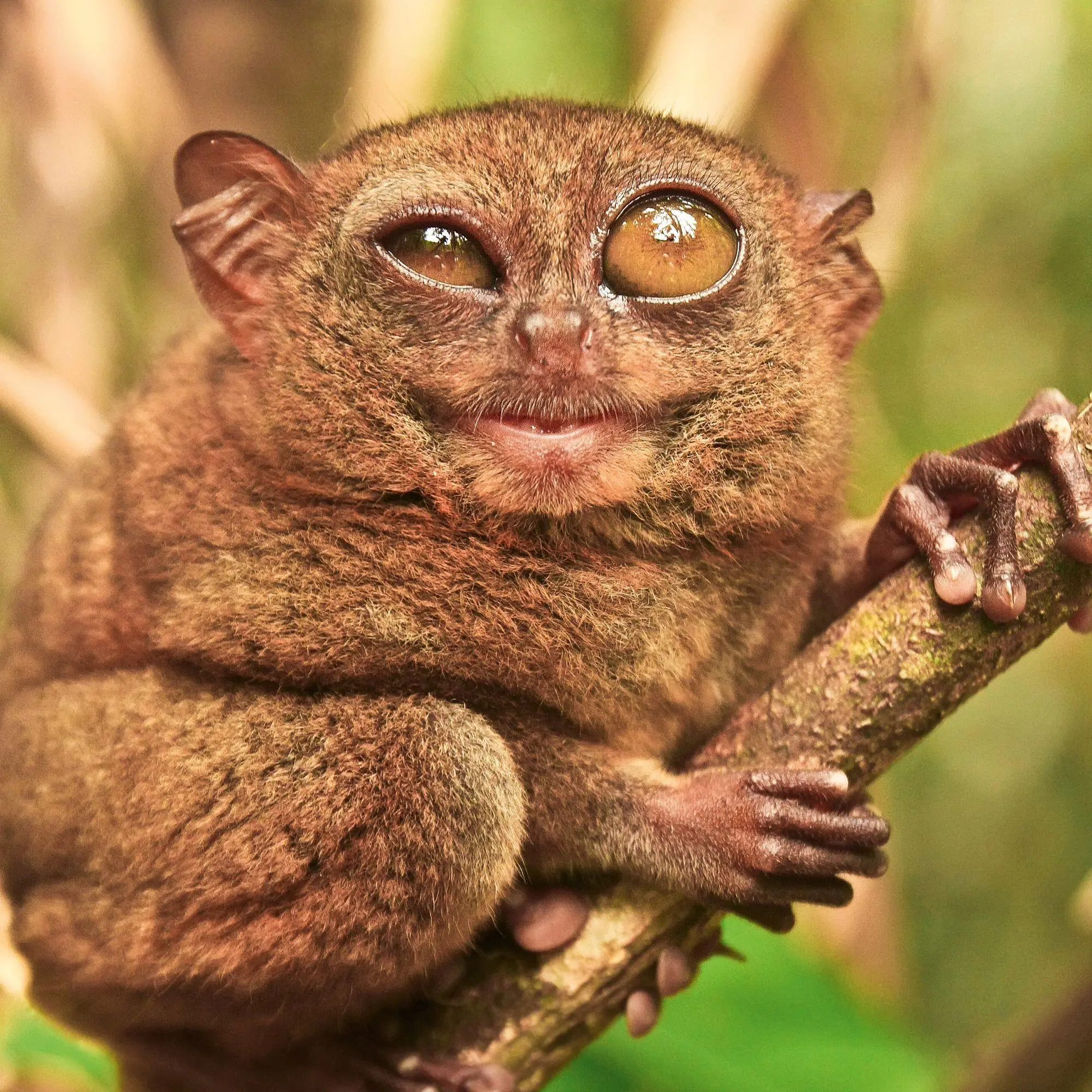 Bild: 9783959297448 | Lustige Tiere / Funny Animals 2027 | Kalender 2027 | Kalender | 28 S.