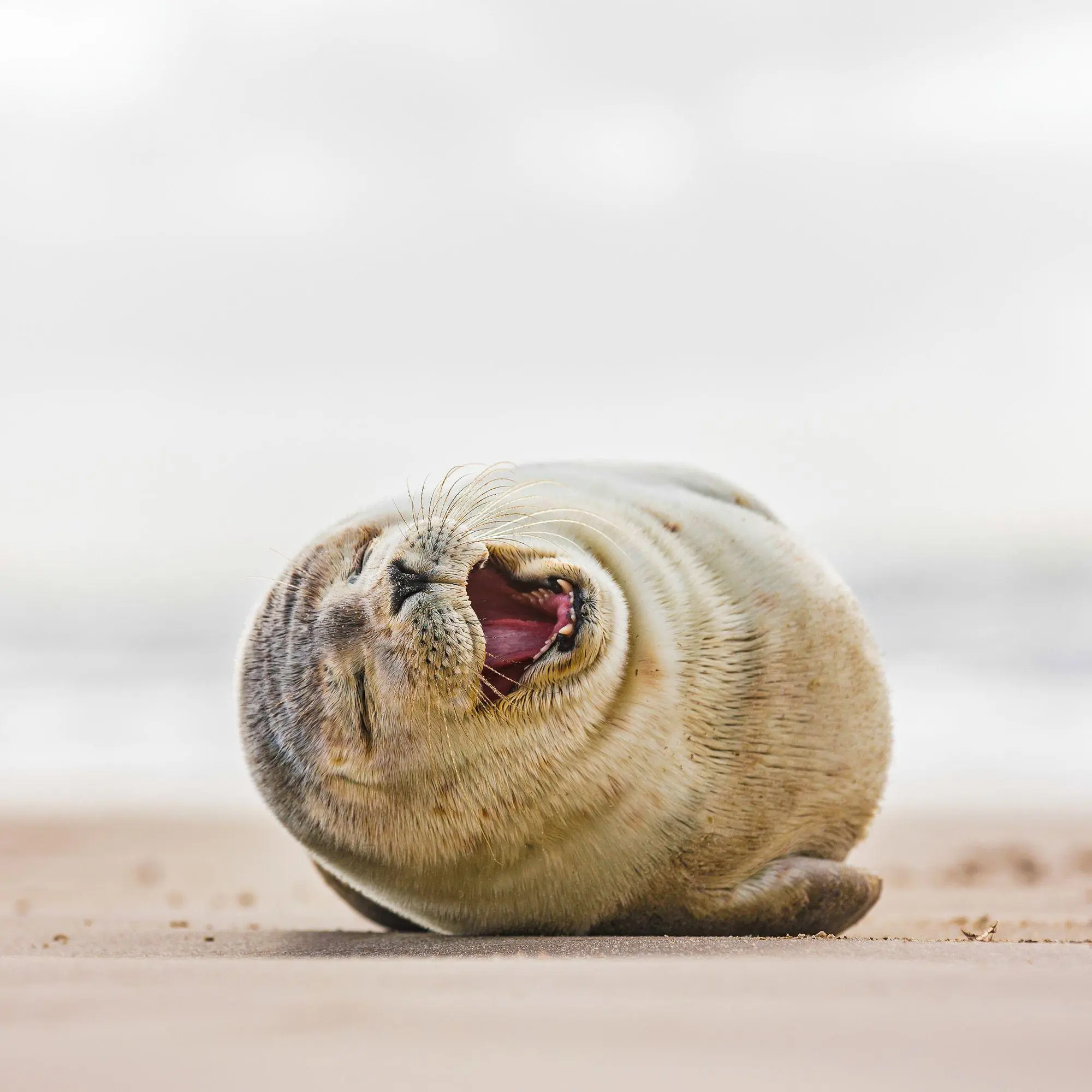 Bild: 9783959297448 | Lustige Tiere / Funny Animals 2027 | Kalender 2027 | Kalender | 28 S.