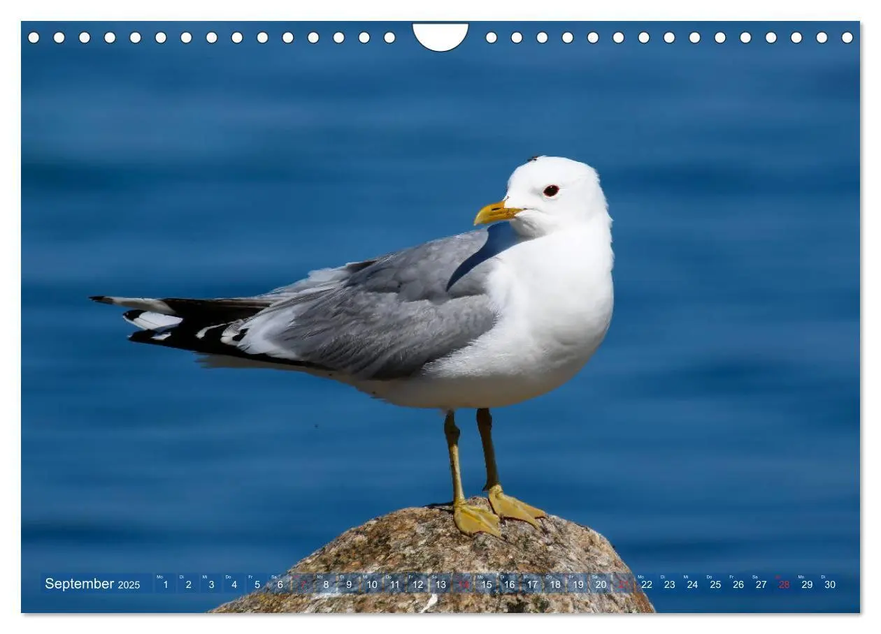 Bild: 9783435167548 | Kappeln und die Schlei (Wandkalender 2025 DIN A4 quer), CALVENDO...