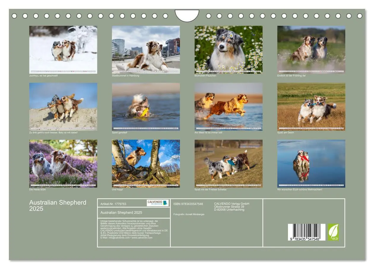 Bild: 9783435547548 | Australian Shepherd 2025 (Wandkalender 2025 DIN A4 quer), CALVENDO...