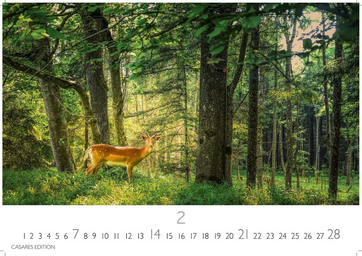 Bild: 9781835247648 | Wald &amp; Natur Kalender 2027 - Wandkalender Fotokalender...
