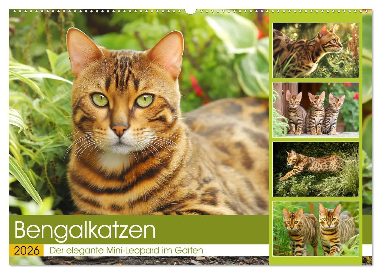 Cover: 9783516027648 | Bengalkatzen. Der elegante Mini-Leopard im Garten (Wandkalender...