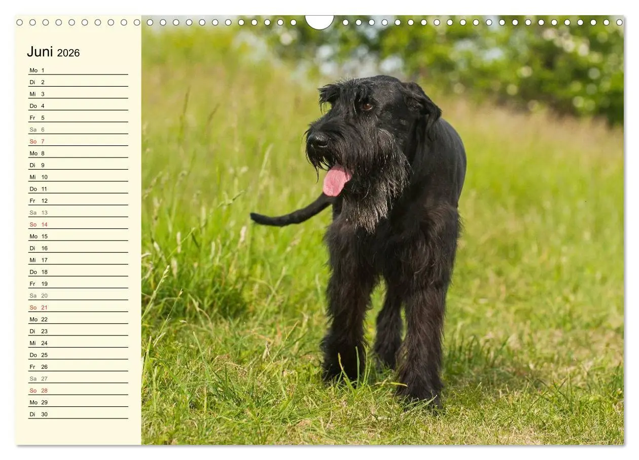 Bild: 9783516007848 | Treuer Freund Riesenschnauzer (Wandkalender 2026 DIN A3 quer),...