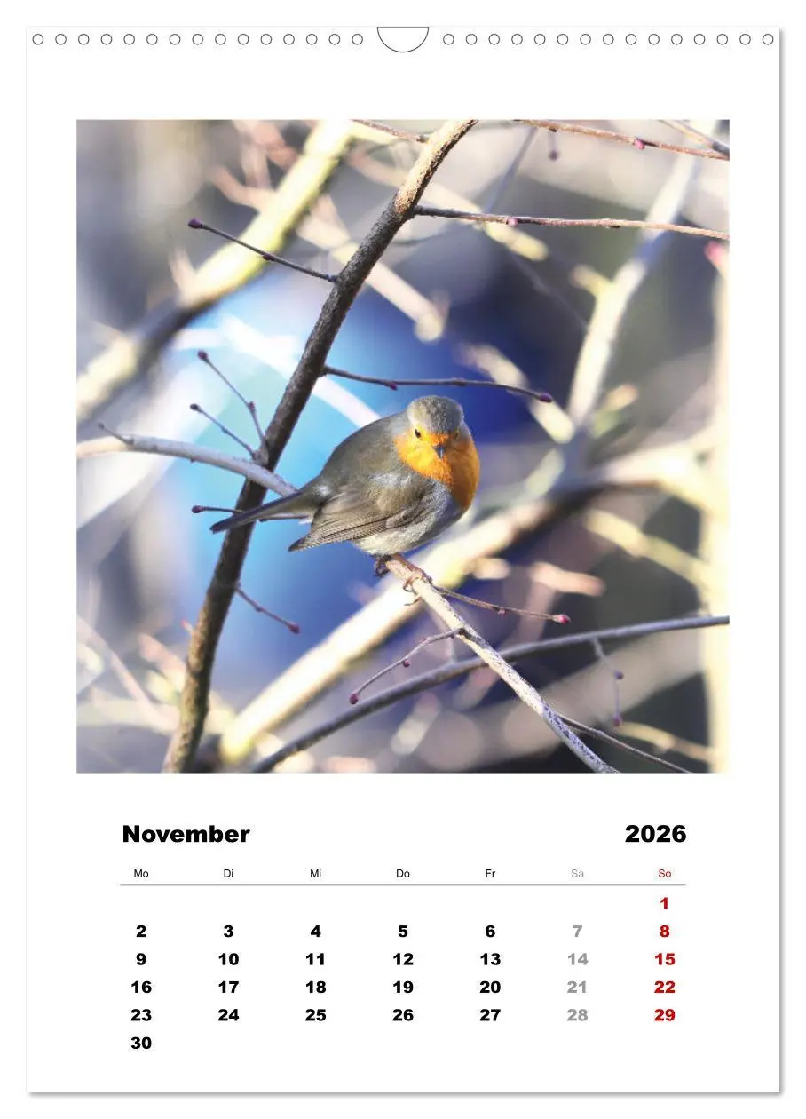 Bild: 9783516368048 | Rotkehlchen, süße kleine Knutschkugeln (Wandkalender 2026 DIN A3...