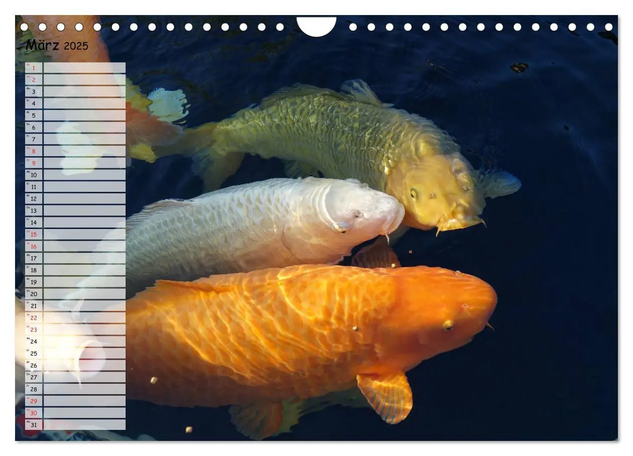 Bild: 9783435178148 | Koikichi Kalender 2025 (Wandkalender 2025 DIN A4 quer), CALVENDO...