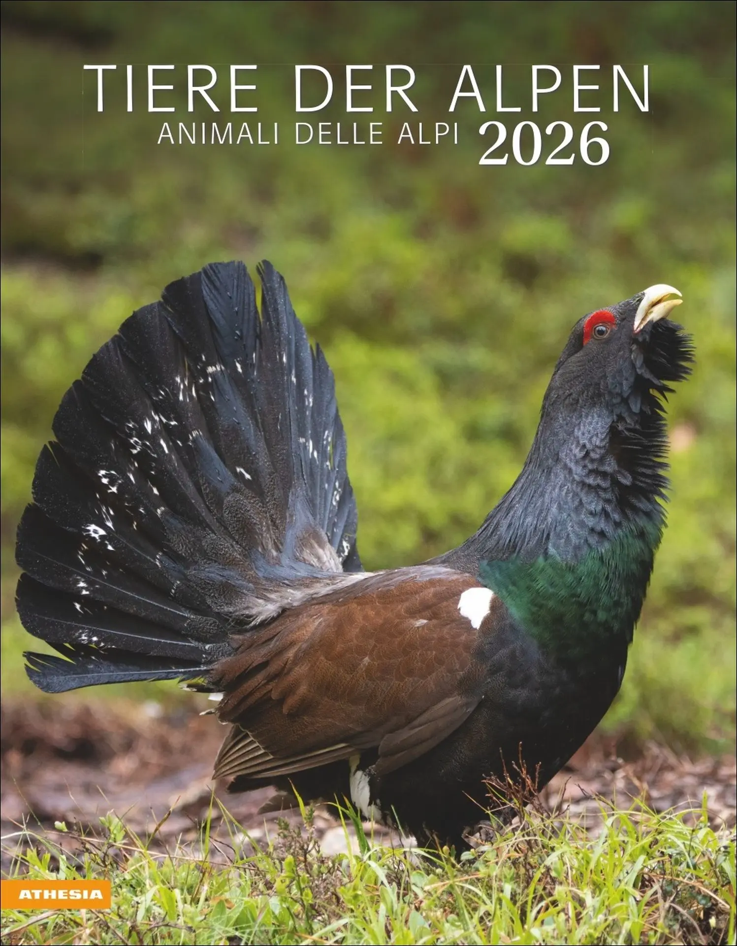 Cover: 9788868398248 | Tiere der Alpen - Kalender 2026 | Kalender | 14 S. | Deutsch | 2026