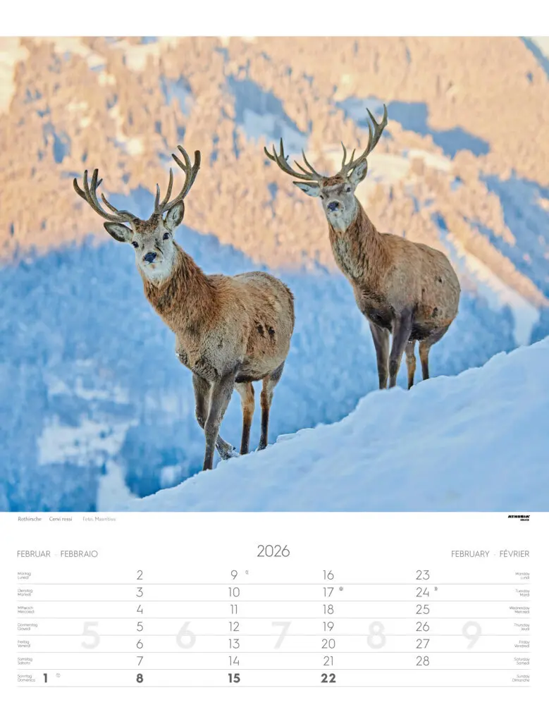 Bild: 9788868398248 | Tiere der Alpen - Kalender 2026 | Animali delle Alpi - Alpine animals