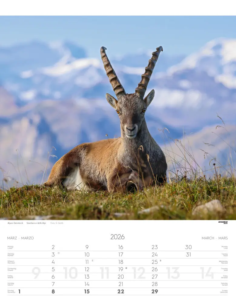 Bild: 9788868398248 | Tiere der Alpen - Kalender 2026 | Animali delle Alpi - Alpine animals