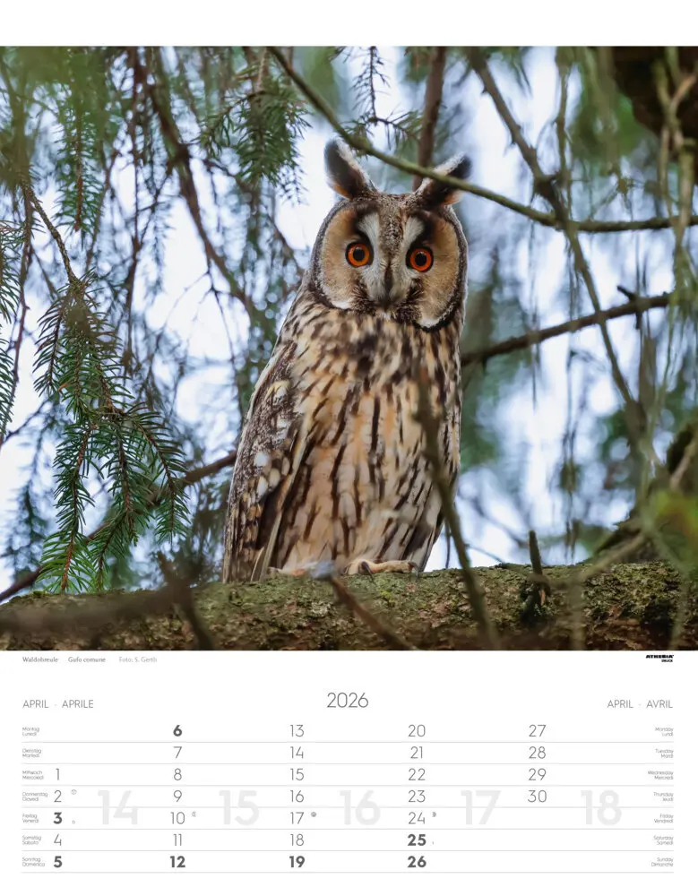 Bild: 9788868398248 | Tiere der Alpen - Kalender 2026 | Animali delle Alpi - Alpine animals