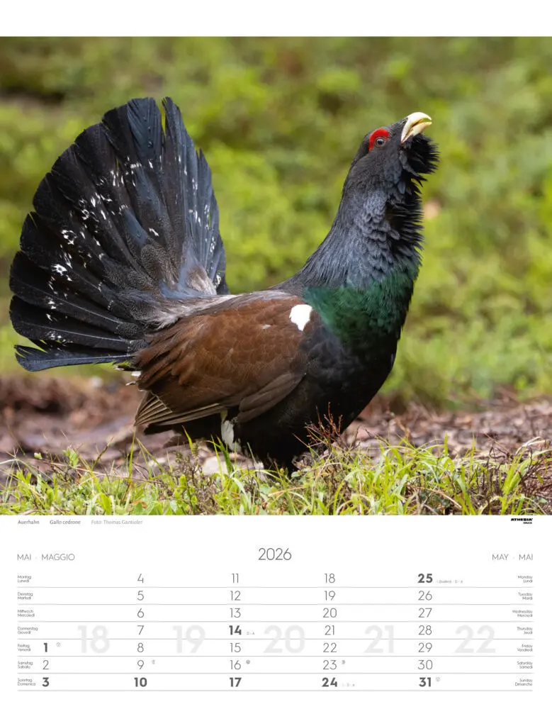 Bild: 9788868398248 | Tiere der Alpen - Kalender 2026 | Animali delle Alpi - Alpine animals