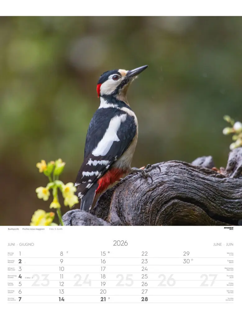 Bild: 9788868398248 | Tiere der Alpen - Kalender 2026 | Animali delle Alpi - Alpine animals