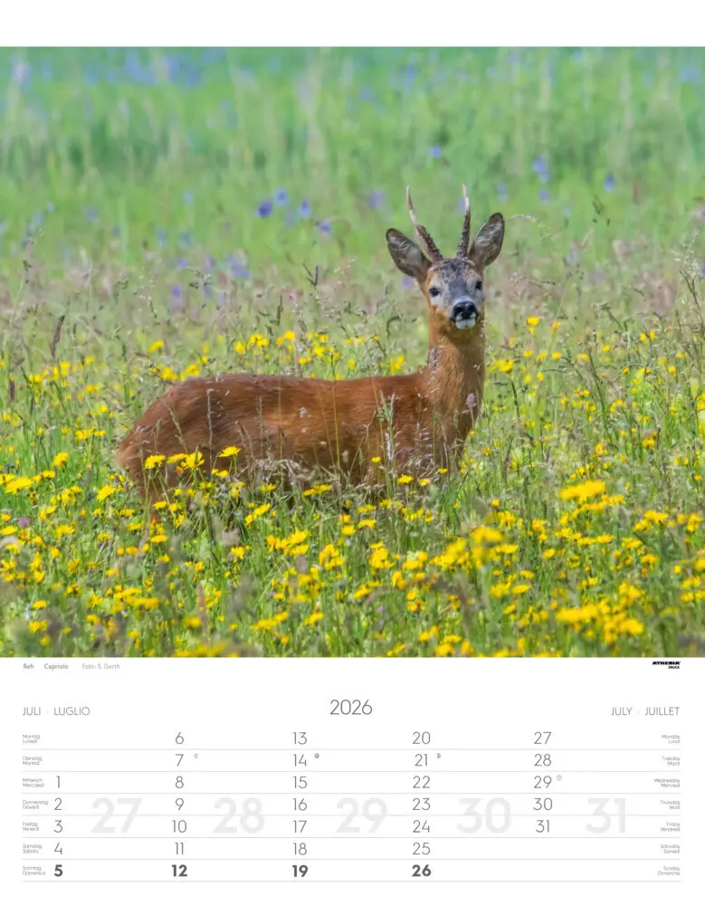Bild: 9788868398248 | Tiere der Alpen - Kalender 2026 | Animali delle Alpi - Alpine animals