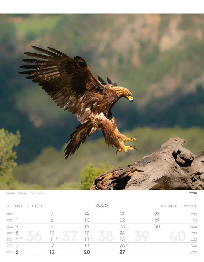 Bild: 9788868398248 | Tiere der Alpen - Kalender 2026 | Animali delle Alpi - Alpine animals
