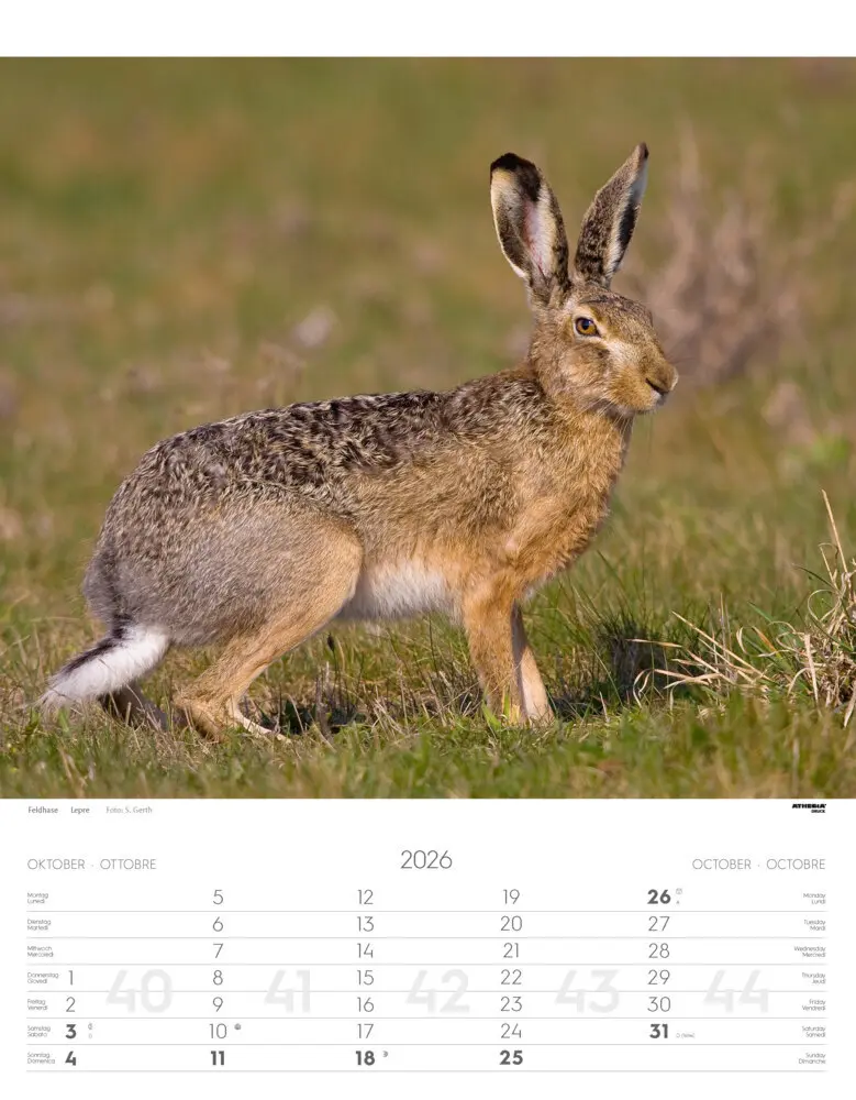 Bild: 9788868398248 | Tiere der Alpen - Kalender 2026 | Animali delle Alpi - Alpine animals