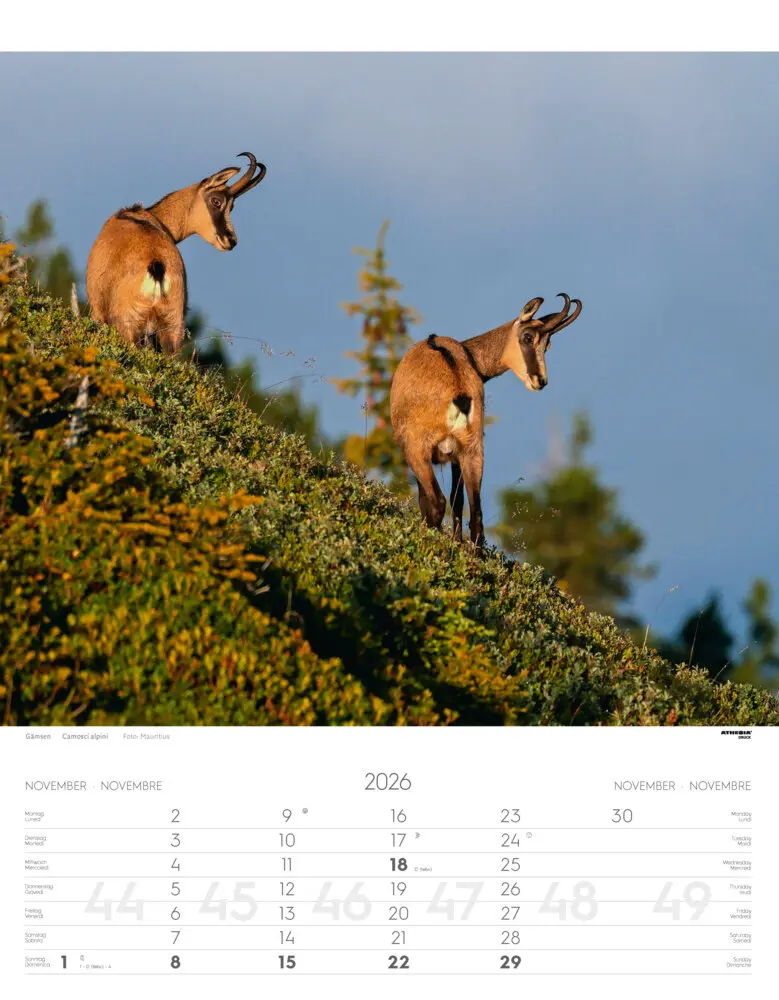 Bild: 9788868398248 | Tiere der Alpen - Kalender 2026 | Animali delle Alpi - Alpine animals