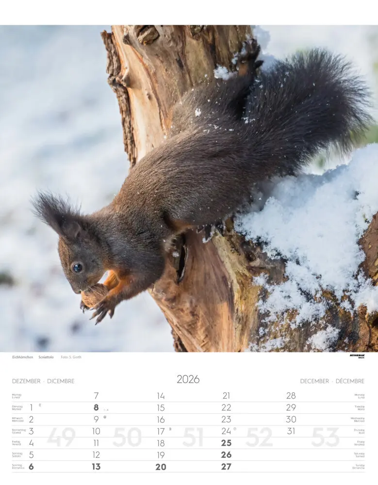 Bild: 9788868398248 | Tiere der Alpen - Kalender 2026 | Animali delle Alpi - Alpine animals