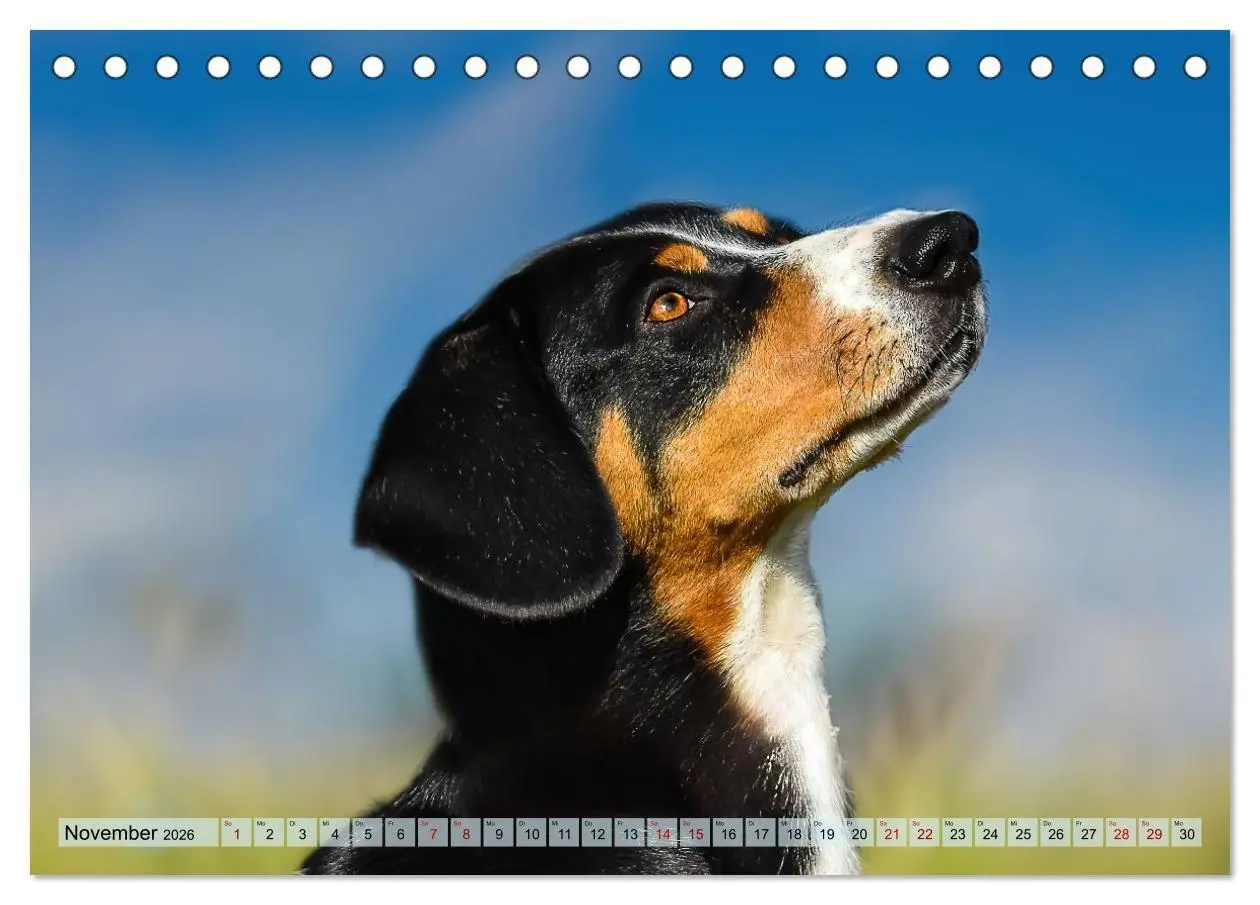 Bild: 9783516718348 | Schweizer Sennenhunde - Appenzeller - Berner - Entlebucher - Große...