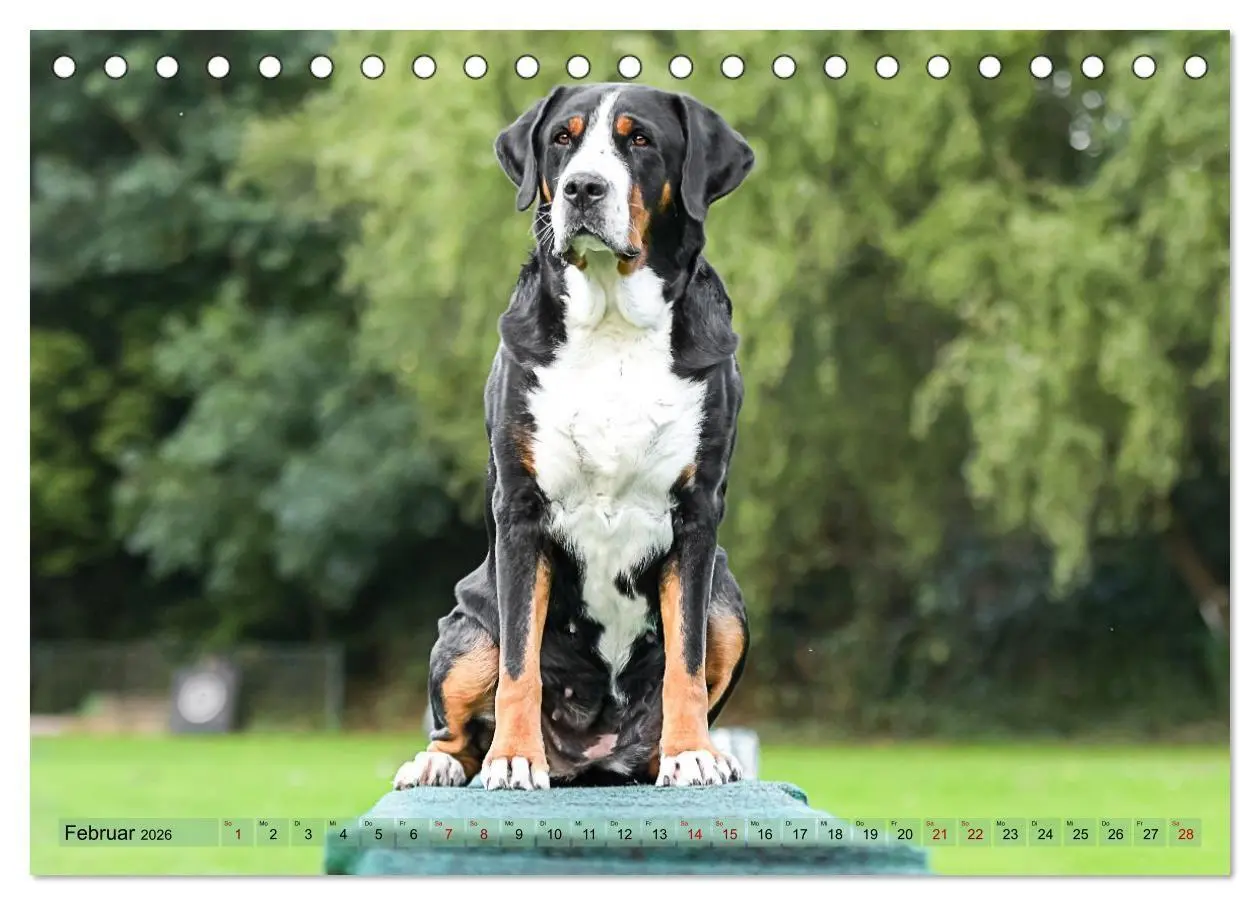 Bild: 9783516718348 | Schweizer Sennenhunde - Appenzeller - Berner - Entlebucher - Große...