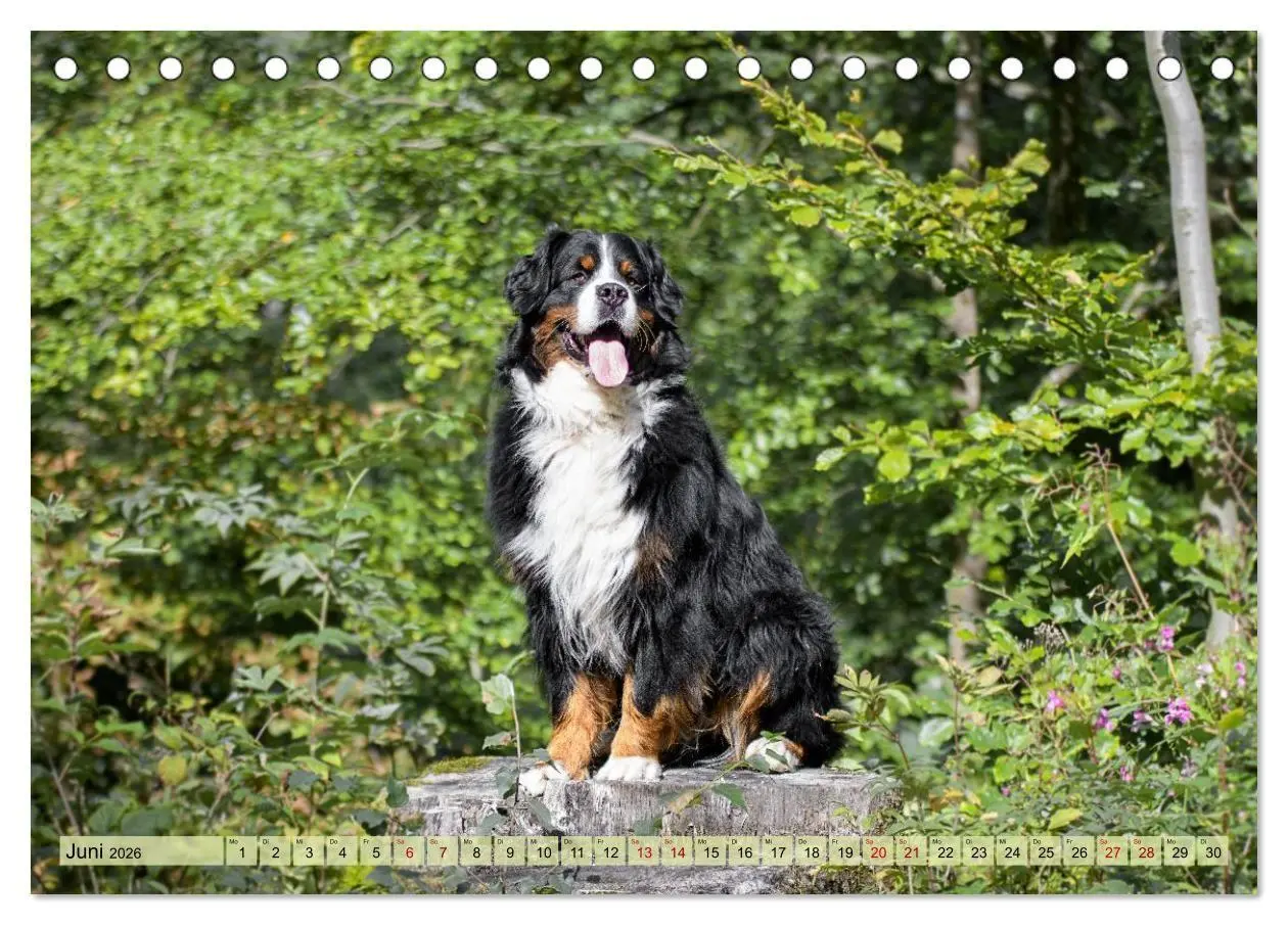 Bild: 9783516718348 | Schweizer Sennenhunde - Appenzeller - Berner - Entlebucher - Große...