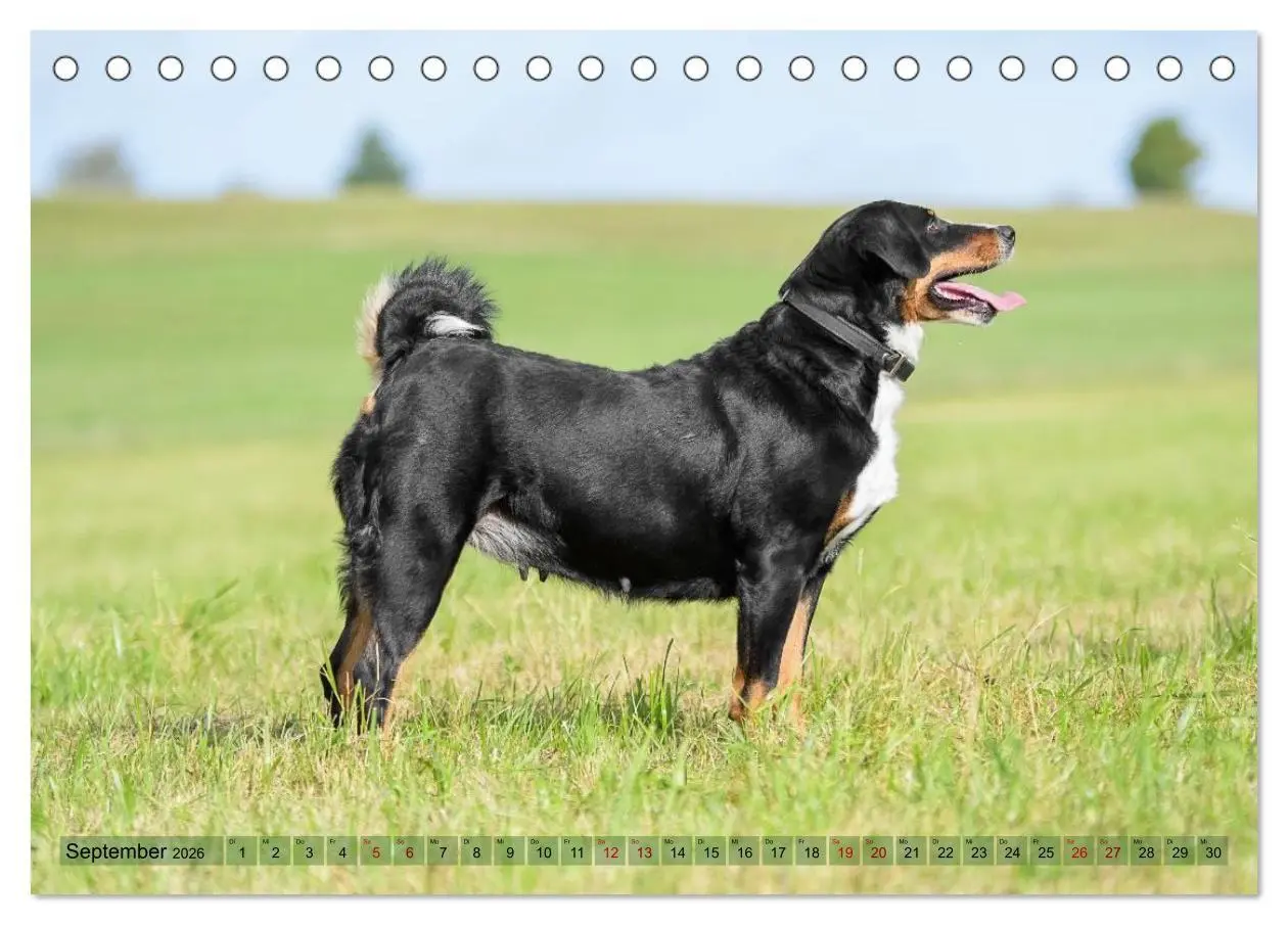 Bild: 9783516718348 | Schweizer Sennenhunde - Appenzeller - Berner - Entlebucher - Große...
