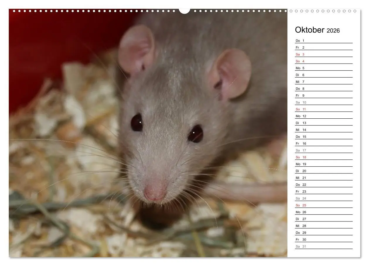 Bild: 9783516008548 | Mausebande (hochwertiger Premium Wandkalender 2026 DIN A2 quer),...