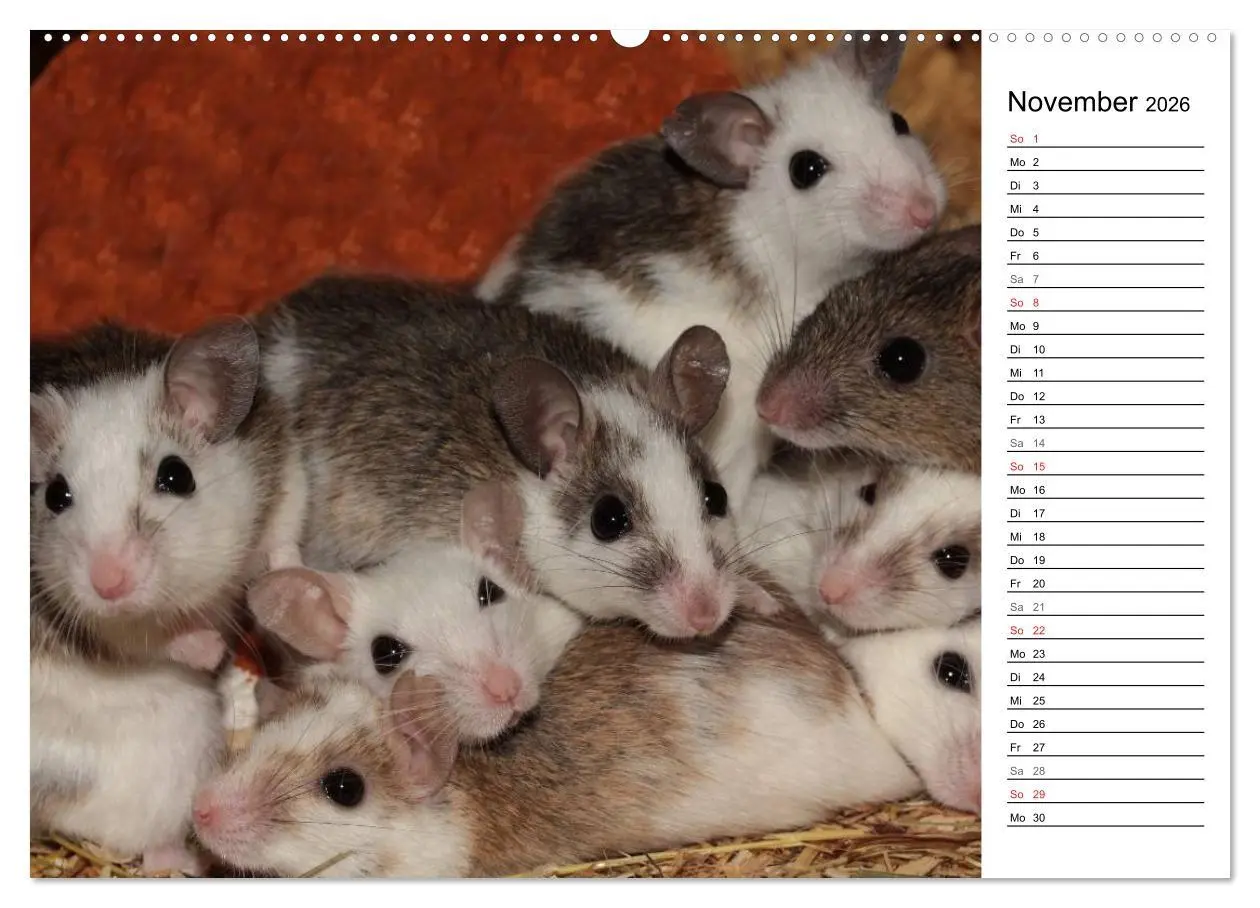 Bild: 9783516008548 | Mausebande (hochwertiger Premium Wandkalender 2026 DIN A2 quer),...