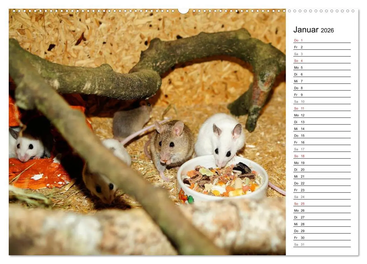 Bild: 9783516008548 | Mausebande (hochwertiger Premium Wandkalender 2026 DIN A2 quer),...