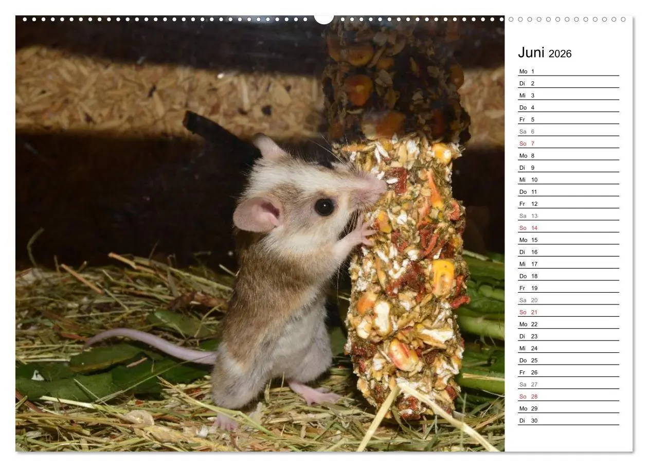 Bild: 9783516008548 | Mausebande (hochwertiger Premium Wandkalender 2026 DIN A2 quer),...