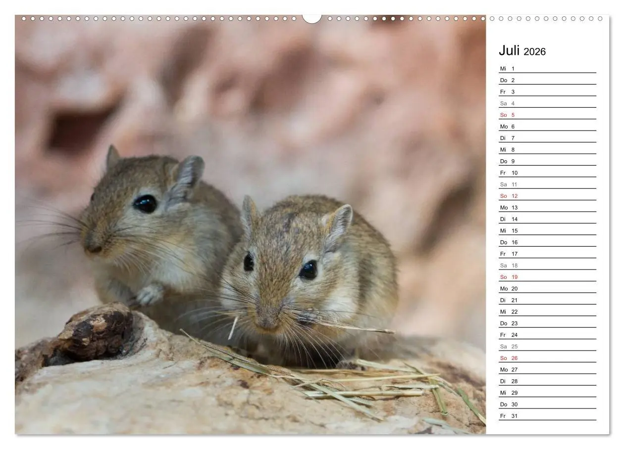 Bild: 9783516008548 | Mausebande (hochwertiger Premium Wandkalender 2026 DIN A2 quer),...