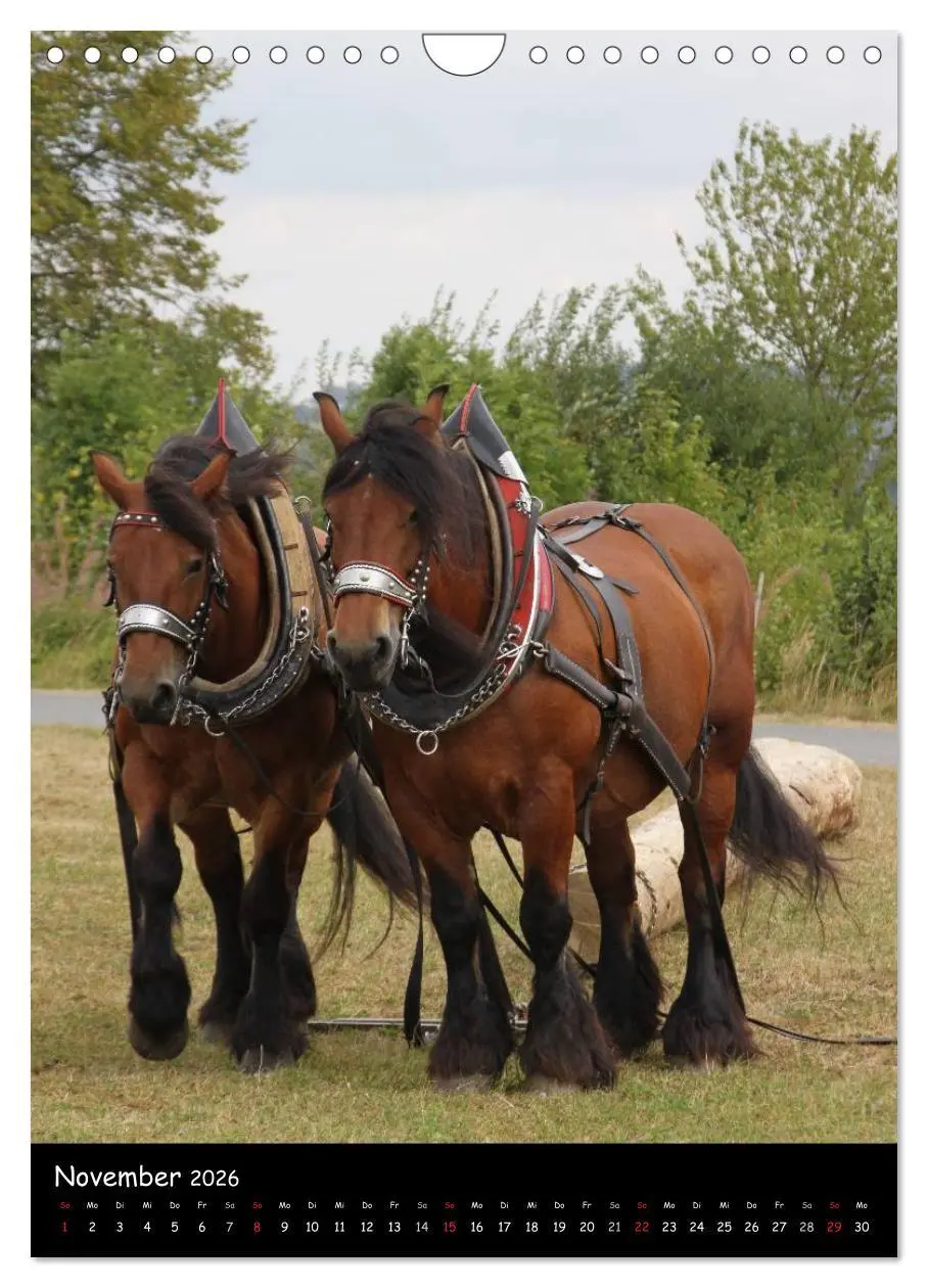 Bild: 9783516488548 | Kaltblüter (Wandkalender 2026 DIN A4 hoch), CALVENDO Monatskalender